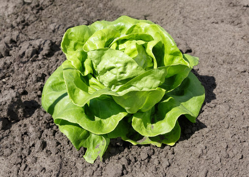 green lettuce in the garden