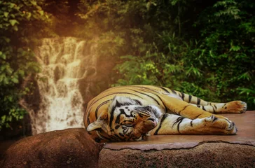 Crédence de cuisine en verre imprimé Tigre Le gros tigre dort sur un rocher près d& 39 une cascade.