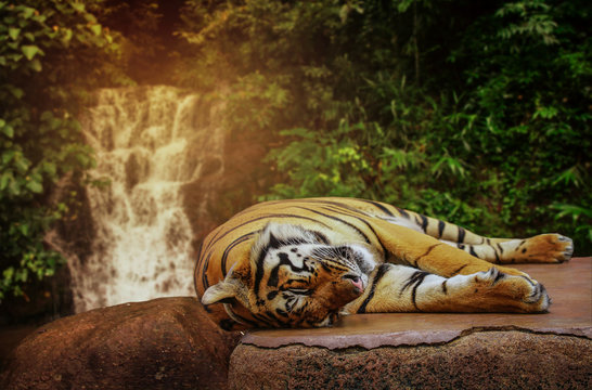 The big tiger sleeps on a rock at a waterfall.