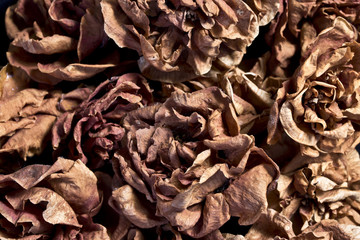 Dead Dried Flowers 