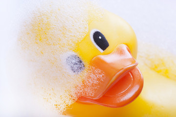 Rubber duck in the bath tub