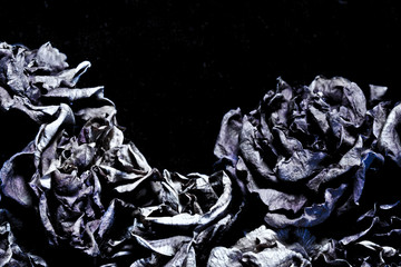 Dead Dried Flowers 