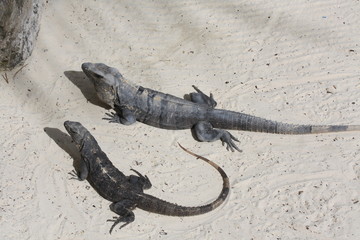 Sunbathing Lizards in Mexico