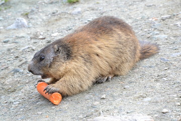 Murmeltier auf der Franz Josefs Höhe / Grossglockner beim Karotte-Essen