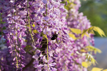Bumblebee on Wisteria