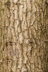 Bark