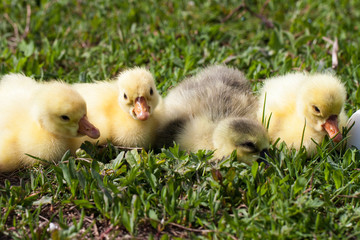 four little domestic gosling in green grass