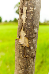 Bark