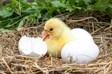 Cute little domestic gosling with broken eggshell and eggs in straw nest