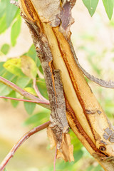 Bark