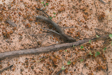 Dry branches on gravel floor