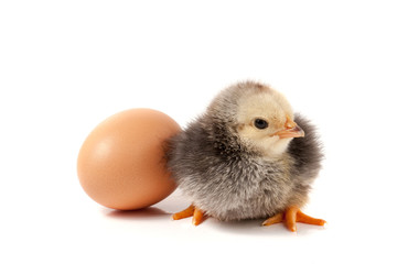 Obraz premium Cute little chicken with egg isolated on white background