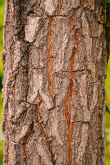 Bark