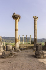 Archaeological Site of Volubilis, ancient Roman empire city, Unesco World Heritage Site