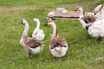 Flock of geese grazing on grass in spring field