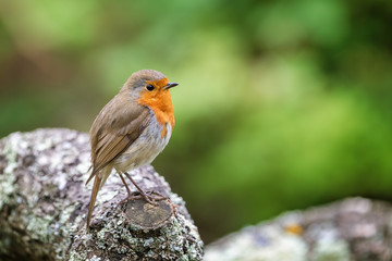 Adult robin perched on a log
