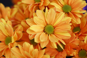 Orange marigold flowers in spring, Colorful photo of orange marigold flowers with green background, Selective focus with very shallow depth of field