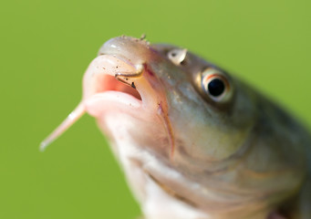 Head of a fish with a mustache