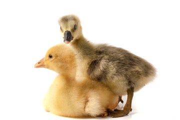 two little gosling isolated on white background