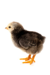 Cute little chicken isolated on white background