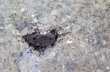 Ants eating dead young mole