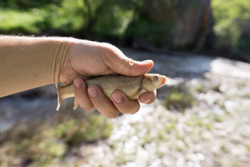 A fish in the hand of a fisherman in nature