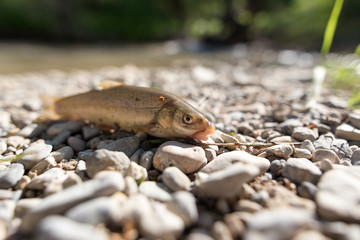 Fish on the rocks by the river