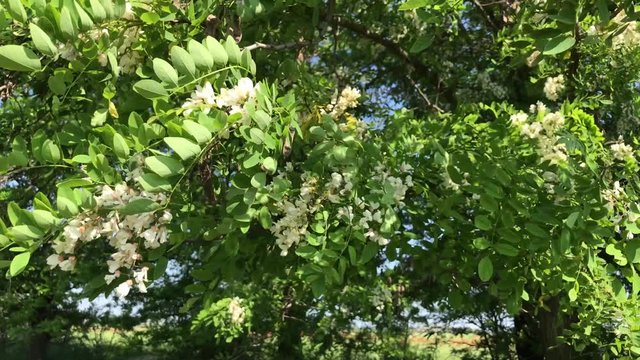Flowering acacia trees, summer day