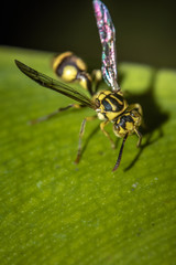 Honey Bee On Green Leaf
