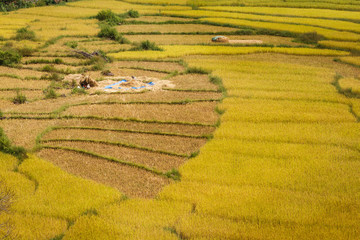Golden Rice Field, a beautiful natural beauty on mountain in Nan, Nan Province, Thailand.
