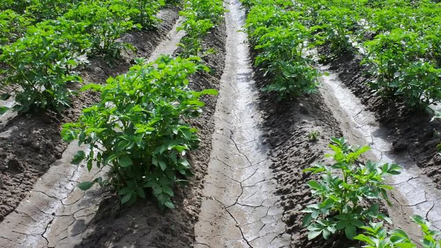Growing vegetables in open ground. Potatoes and irrigated field
