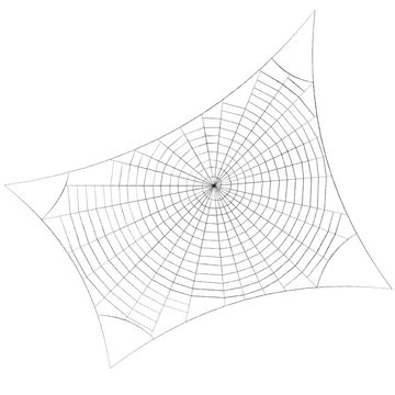 Spiderweb. Isolated on white background. Sketch illustration.