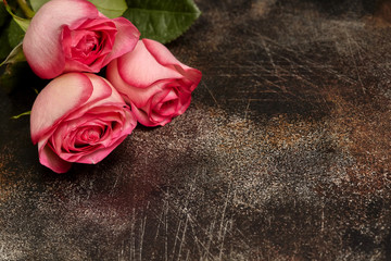 Three beautiful pink roses on brown background