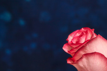 One beautiful pink rose on blue background