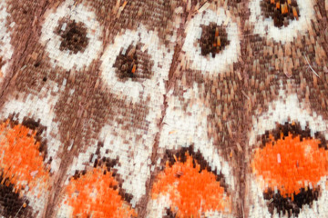 Naklejka premium Butterfly wing under the microscope