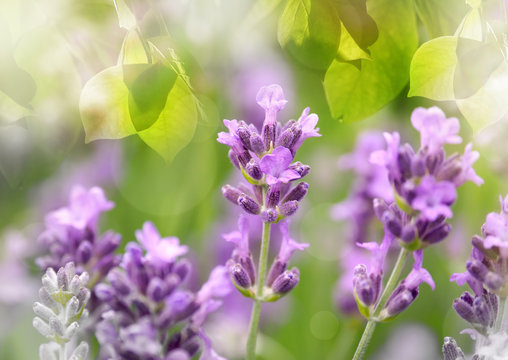 Lavendel Hintergrund mit Laubblättern in zarten Farben