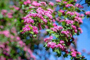Crataegus Pauls Scarlet blooms in the botanical garden 
