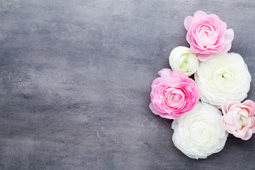 Beautiful colored ranunculus flowers on a gray background.