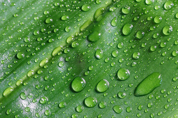 Green leaf with water drops background or texture, macro