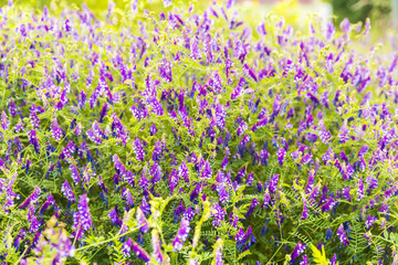 Naklejka premium Beautiful garden flowers in the park