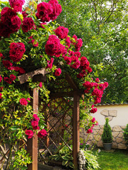 Wunderschöner Rosenbogen im Garten 