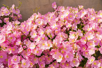 Beautiful garden flowers in the park