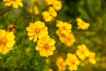 Beautiful garden flowers in the park