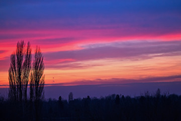 Silhouettes of poplars against the backdrop of the setting sun in crimson tones