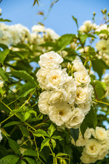 Beautiful garden flowers in the park