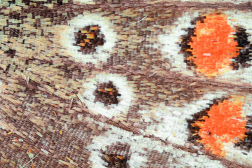 Naklejka premium Butterfly wing under the microscope