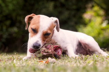 Jack Russell Terrier Angry Female Dog 