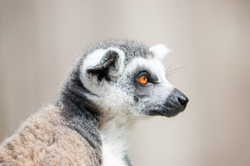 Portrait of ring-tailed Madagascar lemur at smooth background