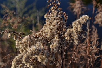 Dry fragrant plant. Close-up