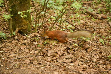 Eurasian Red Squirrel